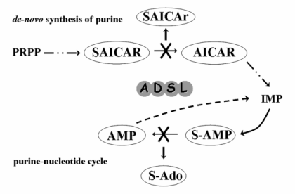 Figure 1 - scheme of ADSL functions in purine de novo synthesis pathway and purine nucleotide cycle